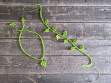 CinDWood Looms Loom Knit ePattern: Tiny Leaf Trim
